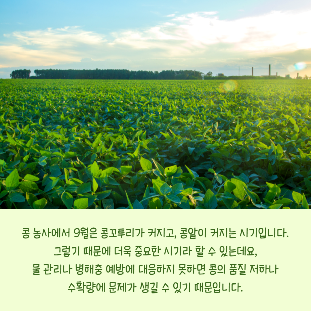 콩농사_003.png