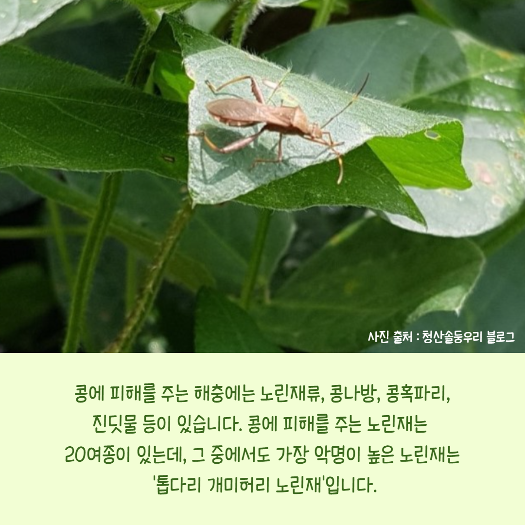 콩농사_005.png