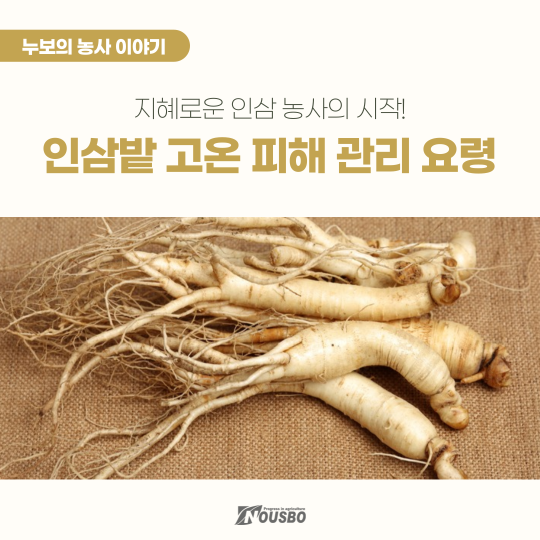 농사이야기(인삼)_001.png