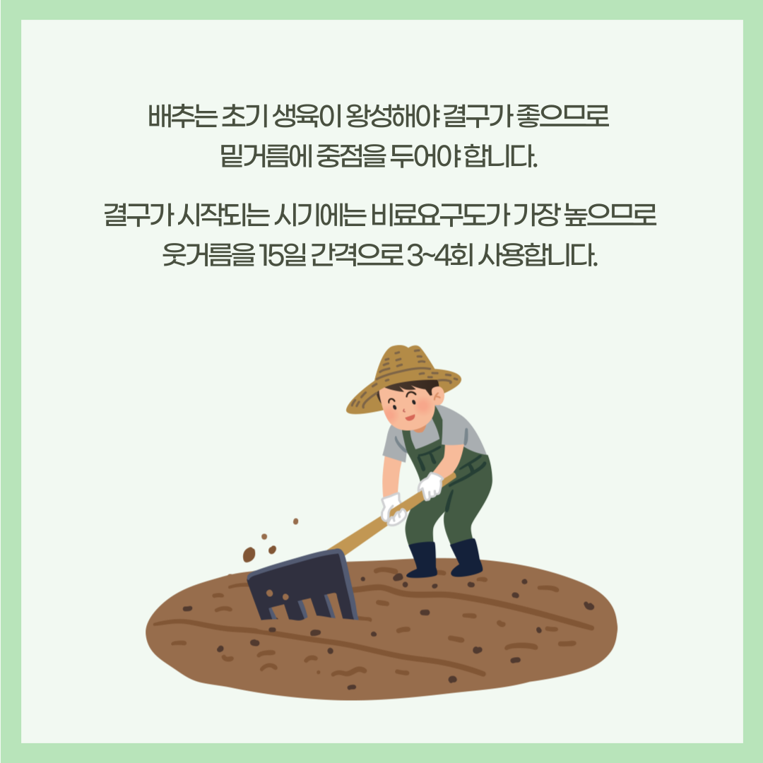 농사이야기(김장배추)_003.png