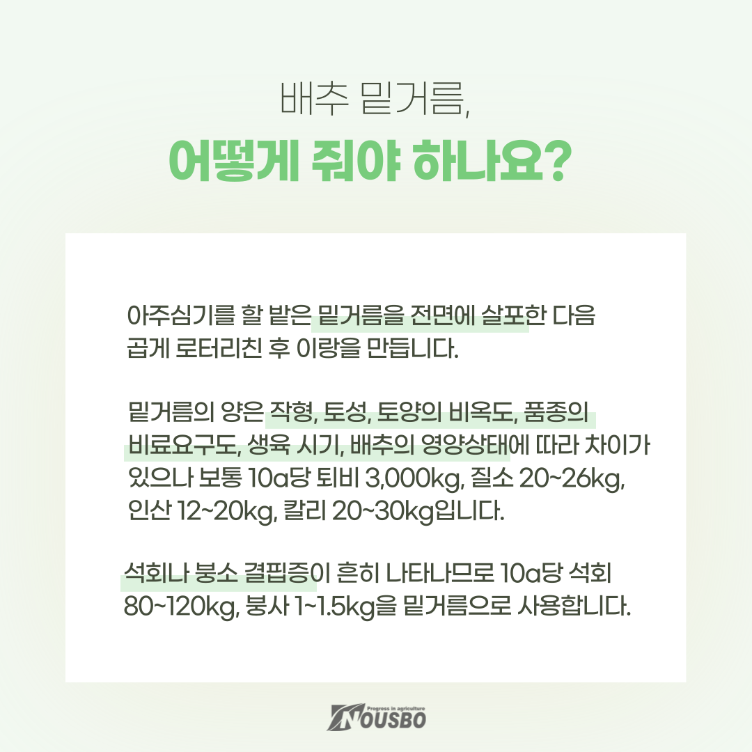 농사이야기(김장배추)_004.png