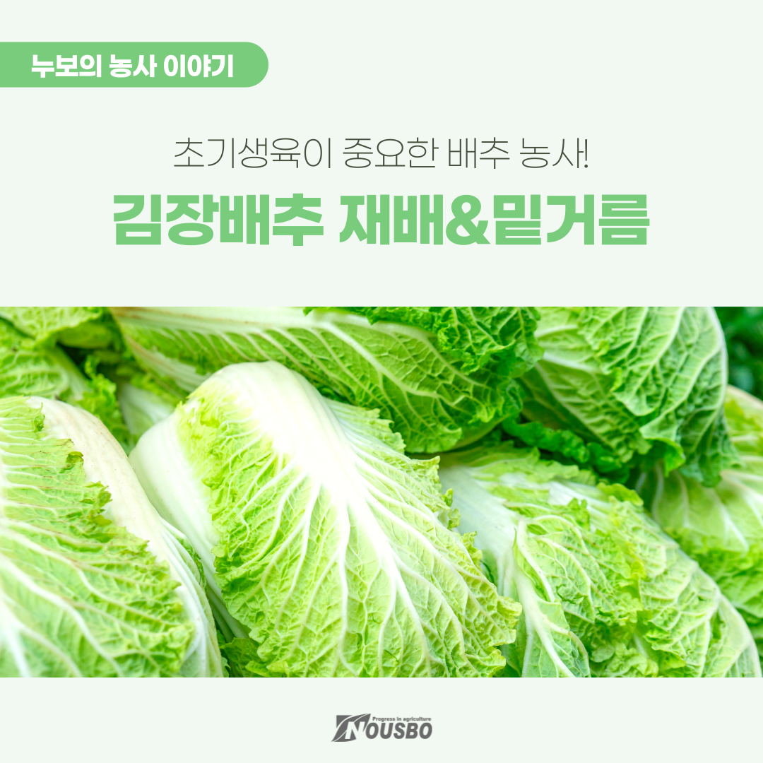 농사이야기(김장배추)_001.png