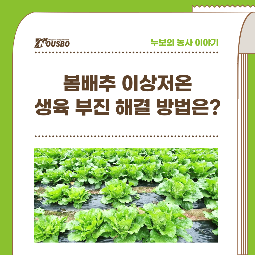 봄배추_001.png