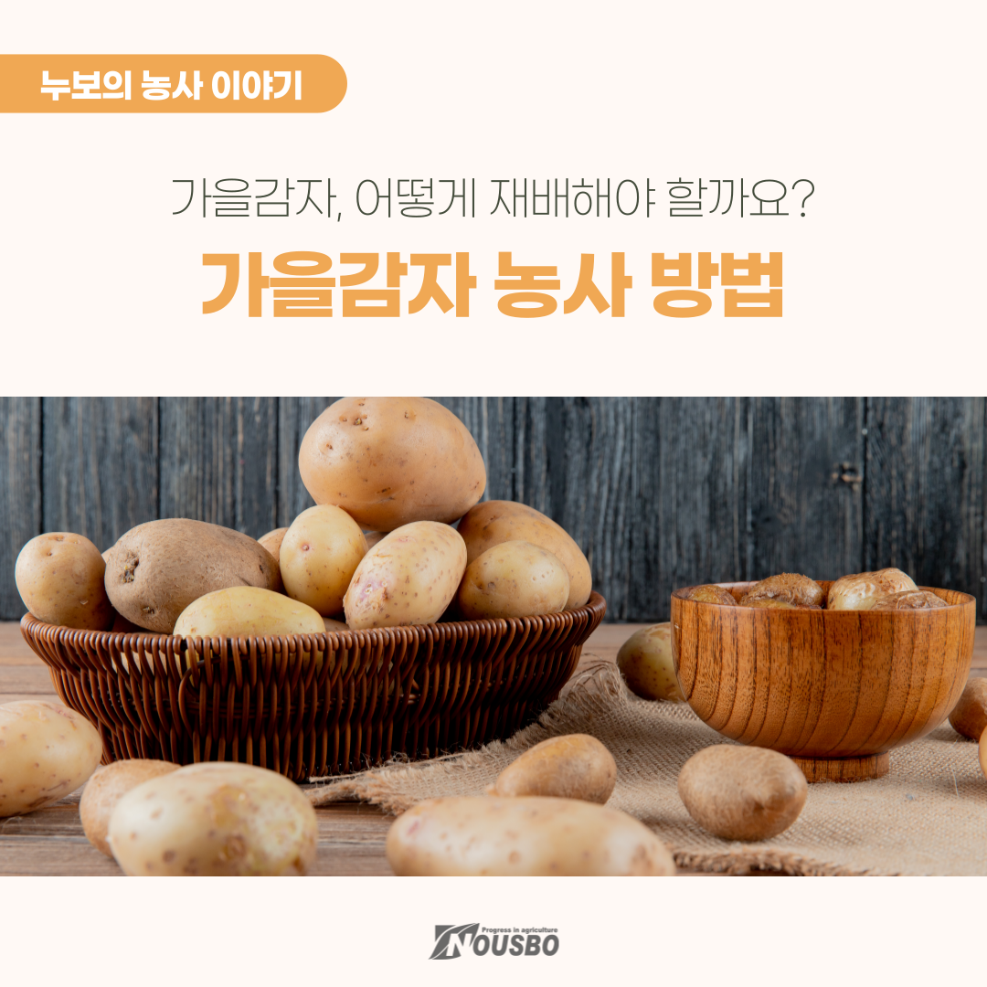 농사이야기(가을감자)-001.png