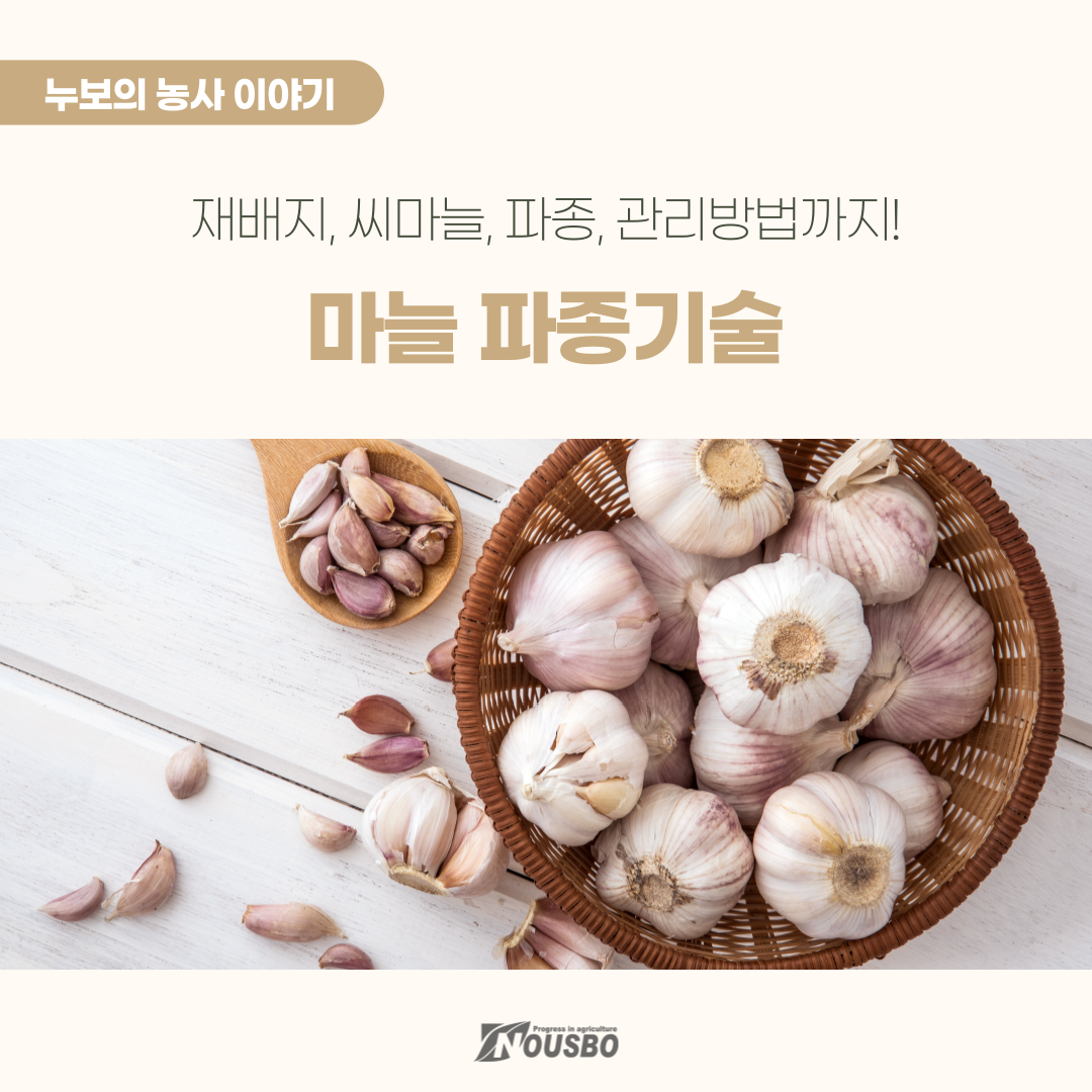 농사이야기(마늘파종)_001.png