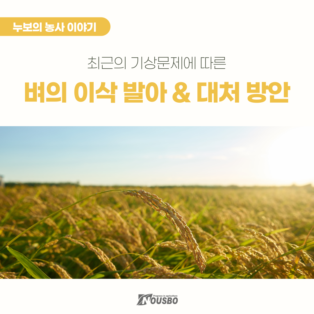 농사이야기(벼이삭)_001.png