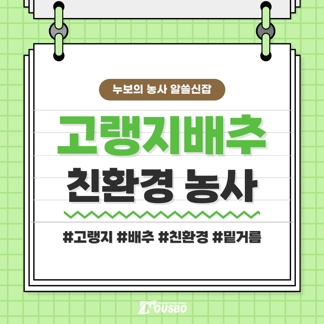 알쓸_고랭지배추_001.png