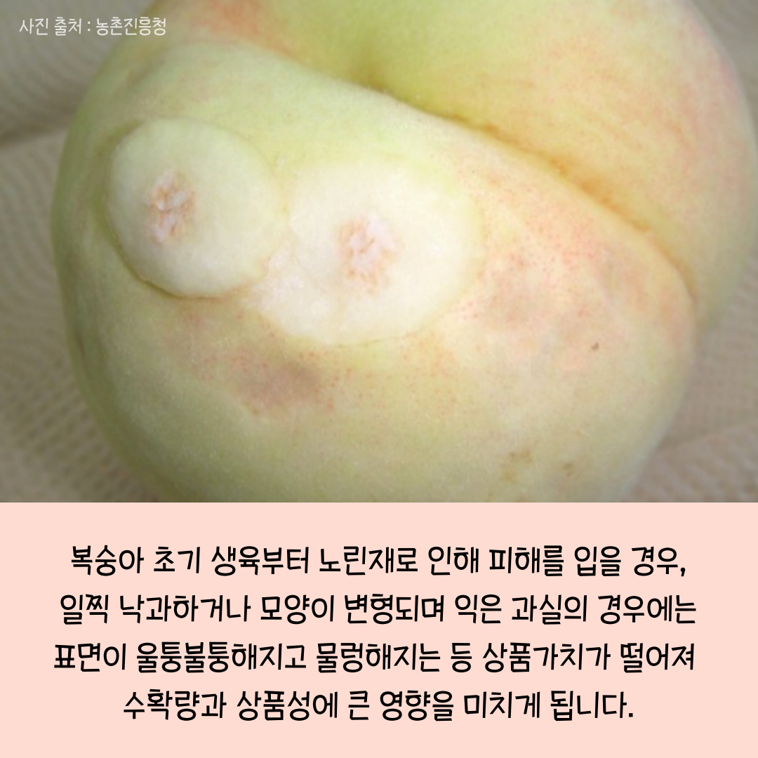 복숭아-노린재_010.png