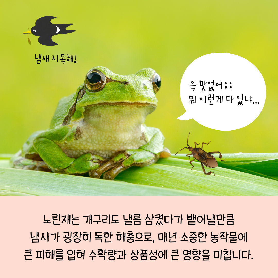 복숭아-노린재_008.png