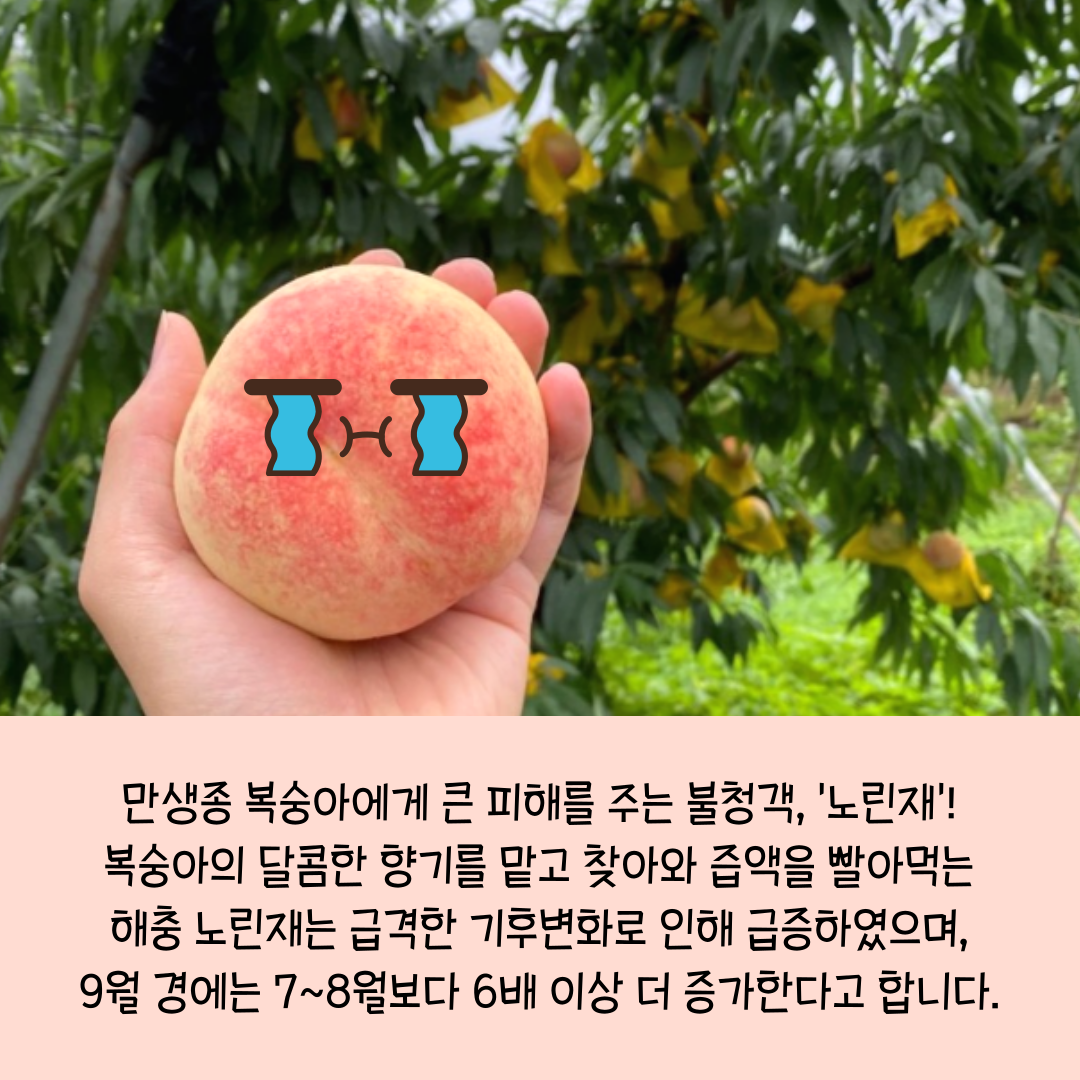 복숭아-노린재_002.png