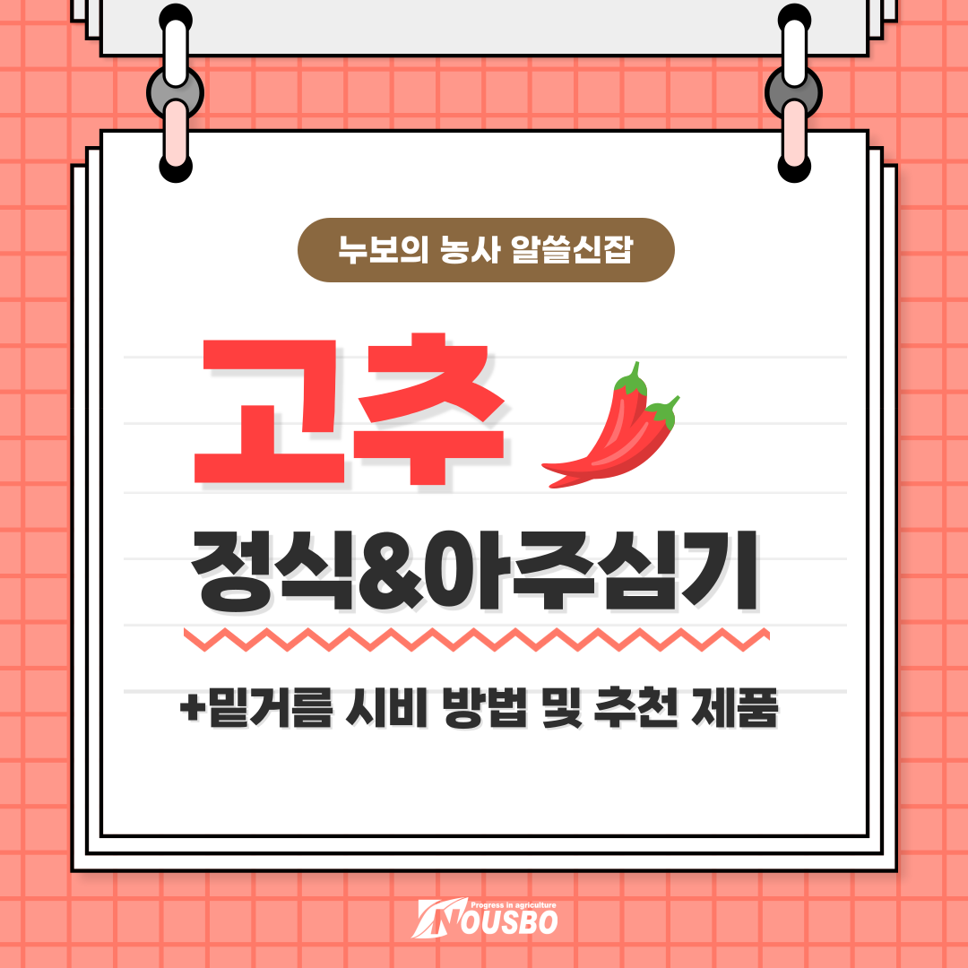 알쓸신잡_고추_001.png