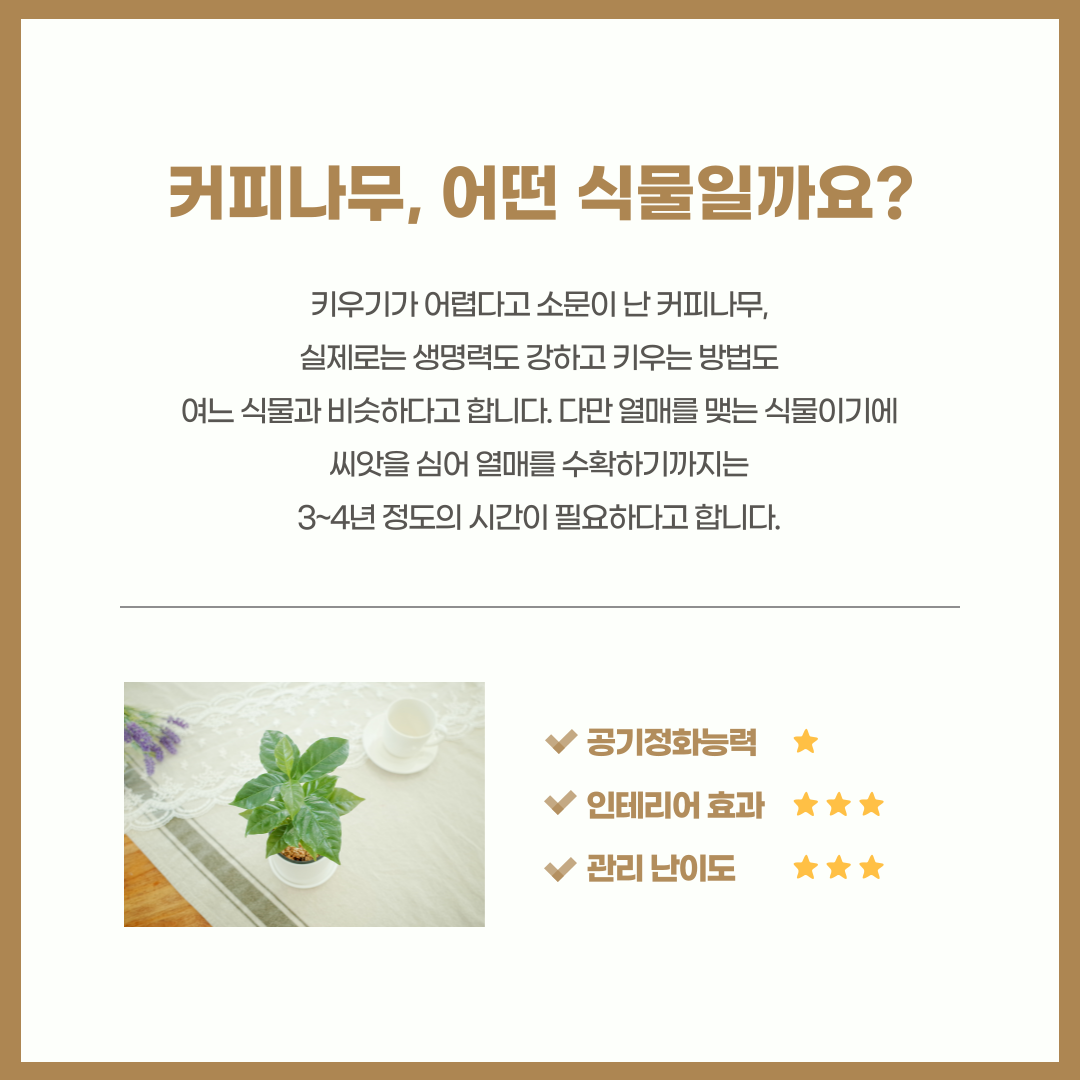 커피나무_002.png