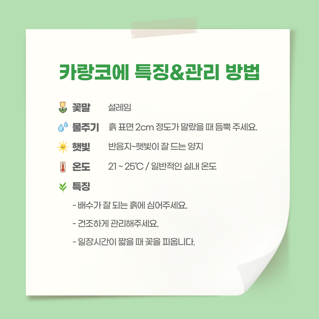 카랑코에_003.png