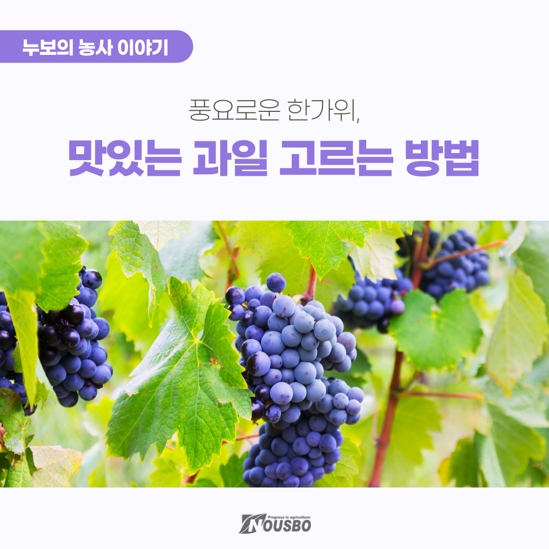 농사이야기(맛있는과일)_001.png