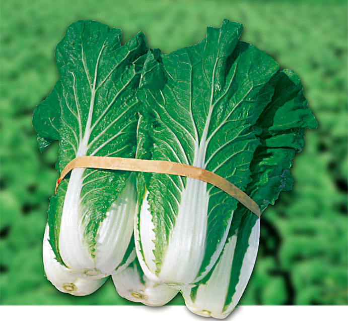 Seoul-cabbage_01.jpg