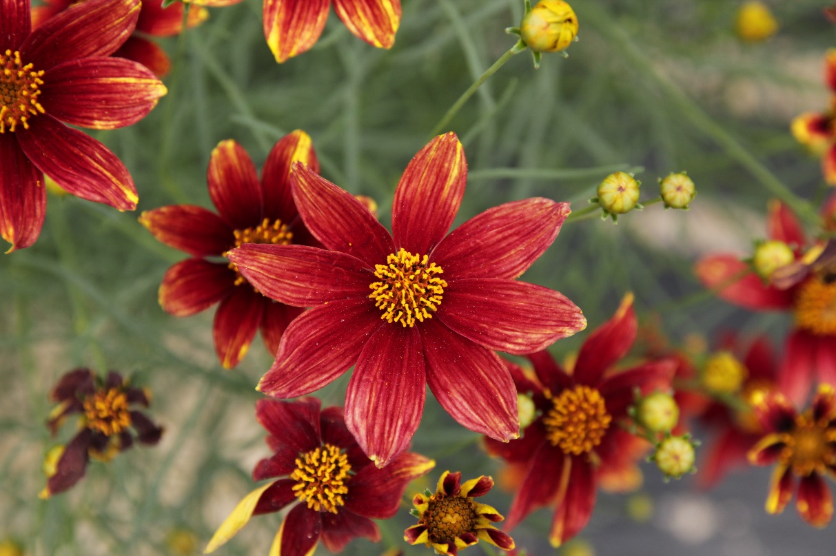 Coreopsis verticillata-Energizer Red_01.jpeg