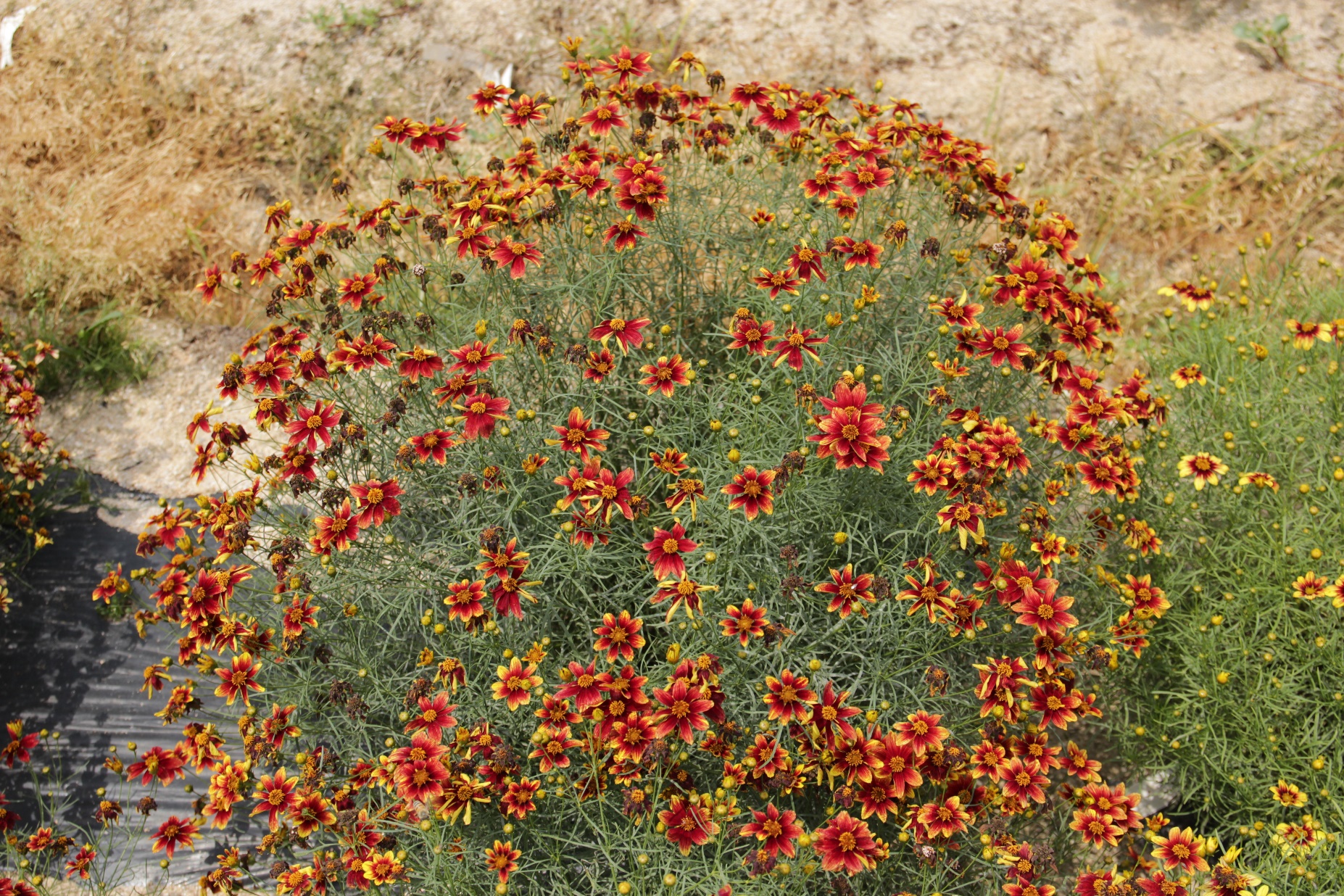 Coreopsis verticillata-Energizer Red_02.jpeg