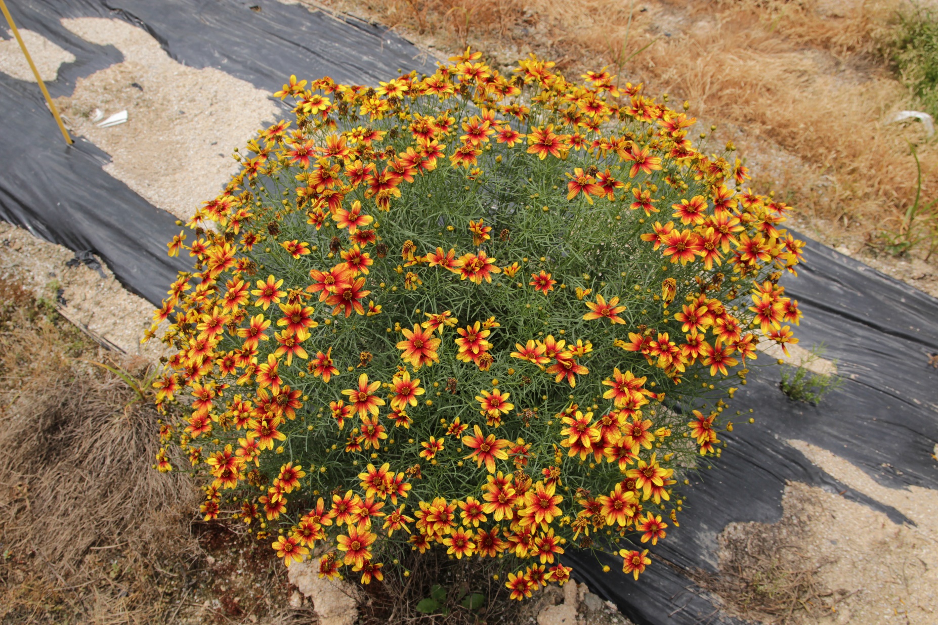 Coreopsis verticillata-Energizer Golden_02.jpeg