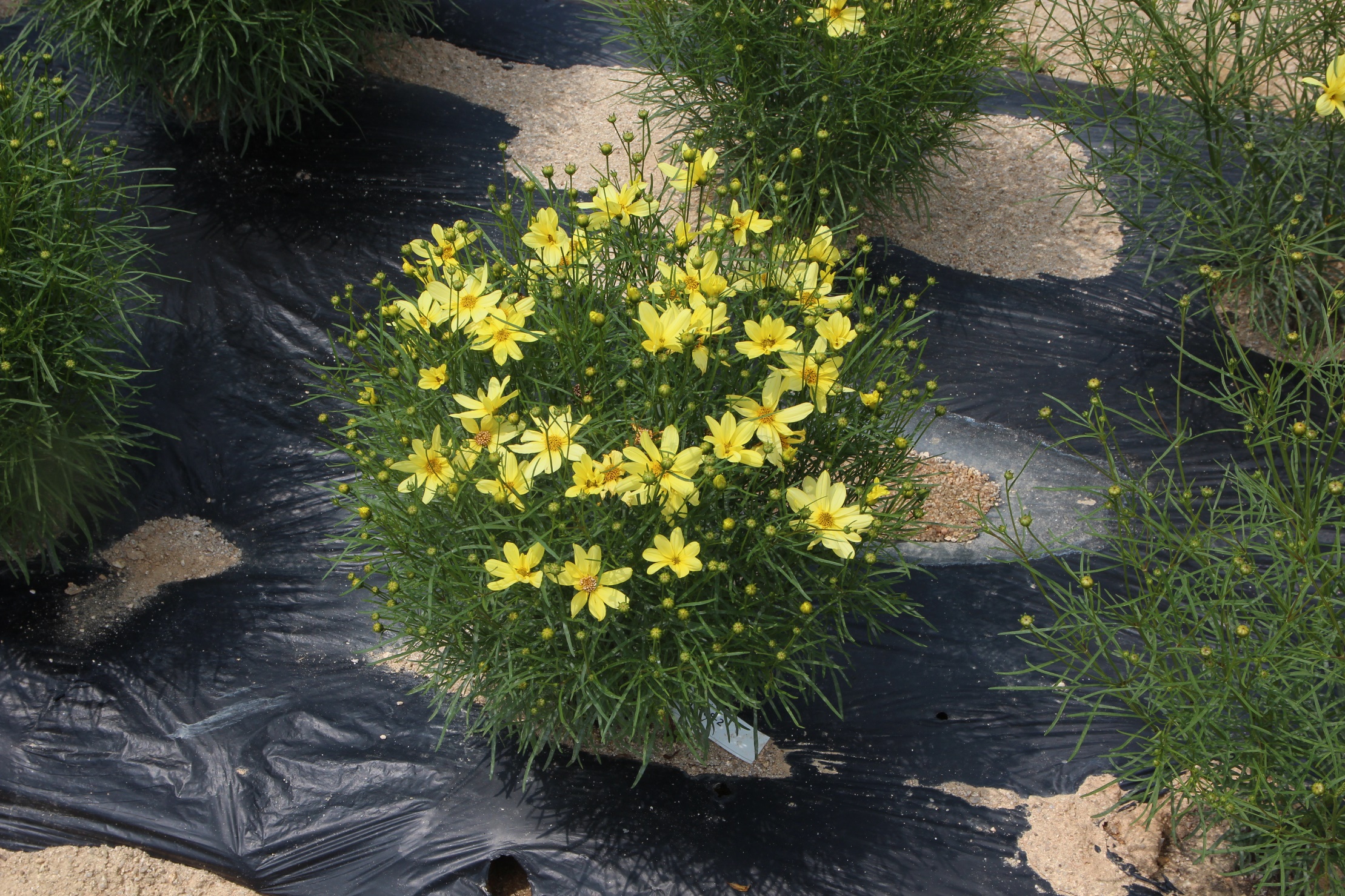 Coreopsis verticillata-Energizer Yellow_02.jpeg