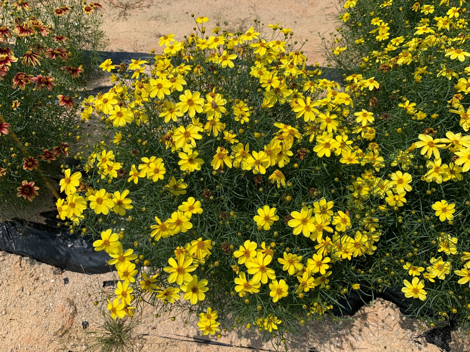 Coreopsis verticillata-Pome Yellow_02.jpeg