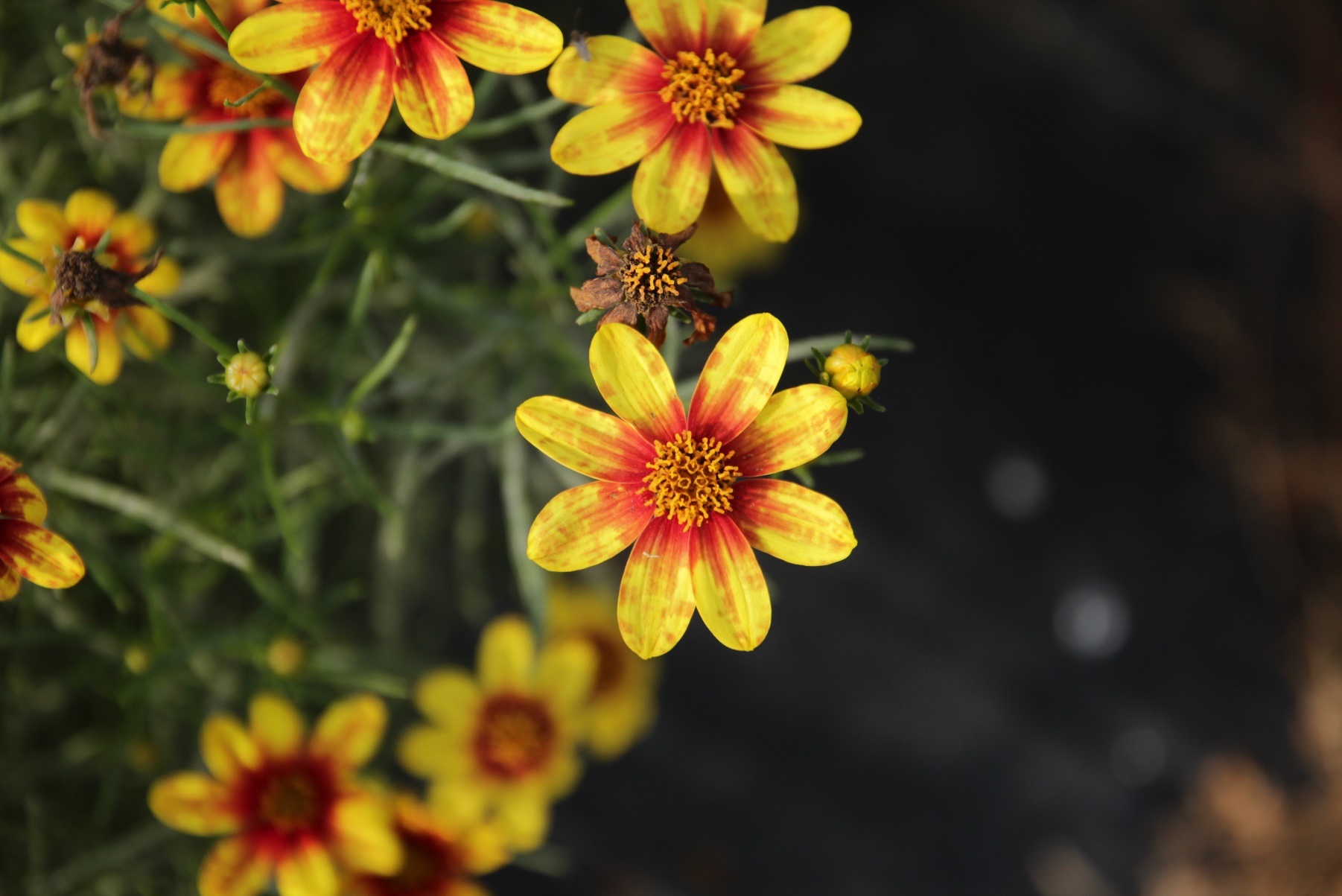 Coreopsis verticillata-Pome Golden_01.jpeg