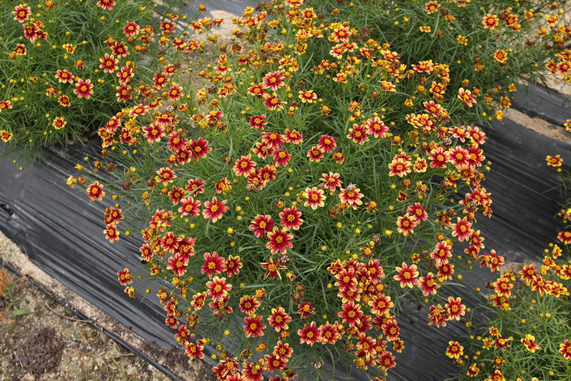 Coreopsis verticillata-Pome Red_02.jpeg