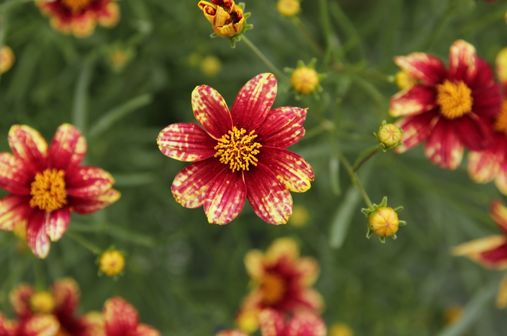 Coreopsis verticillata-Pome Red_01.jpeg