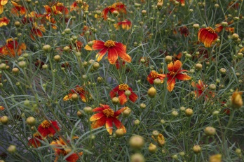 Coreopsis verticillata-Orange Sunlight_05.jpeg