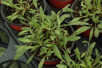 Coreopsis verticillata-Orange Sunlight_03.jpeg