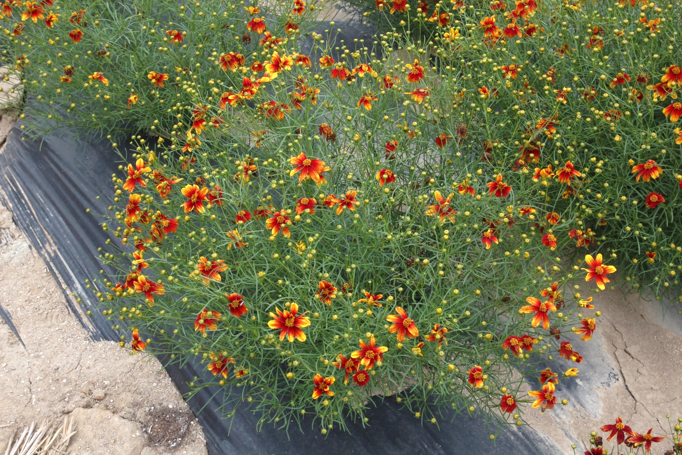 Coreopsis verticillata-Orange Sunlight_02.png