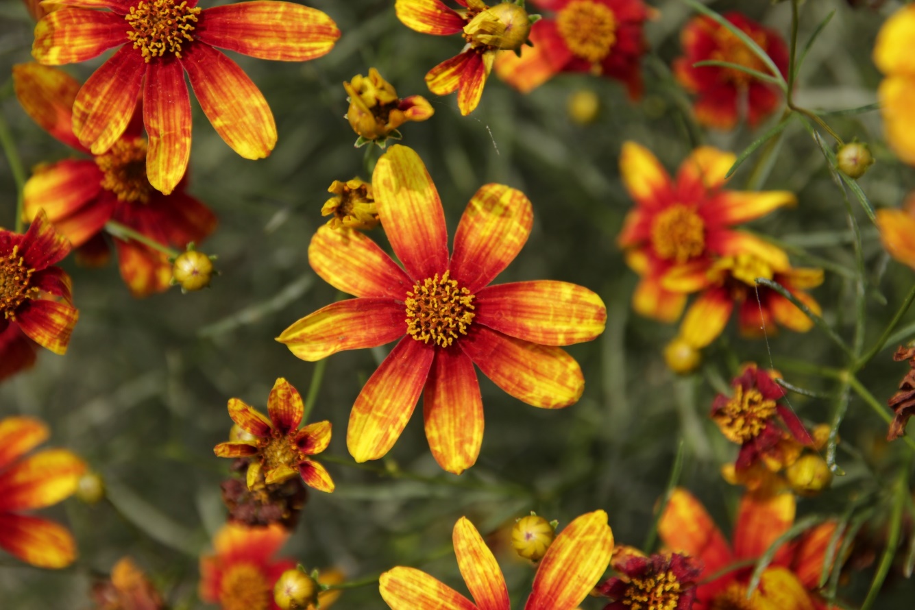 Coreopsis verticillata-Orange Sunlight_01.jpeg