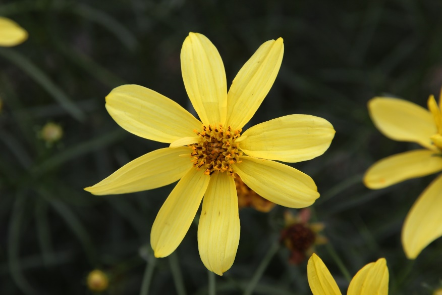 Coreopsis verticillata-Yellow Sunlight_01.jpeg