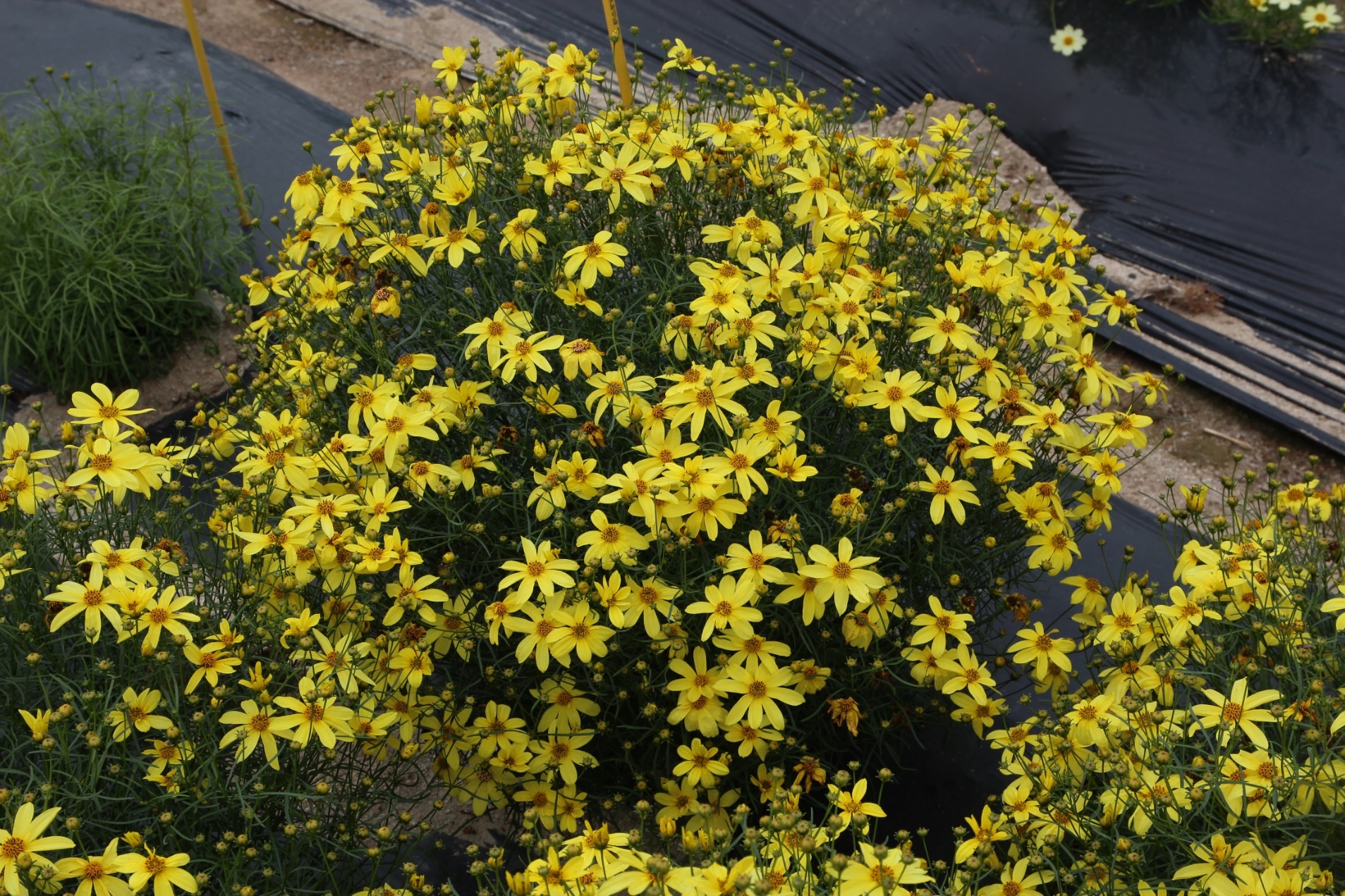 Coreopsis verticillata-Yellow Sunlight_02.jpeg