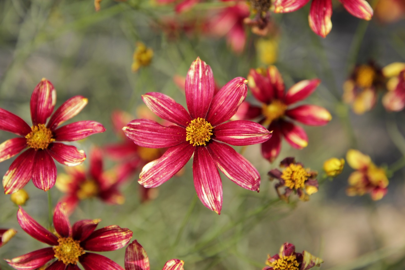 Coreopsis verticillata-Red Sunlight_01.jpeg