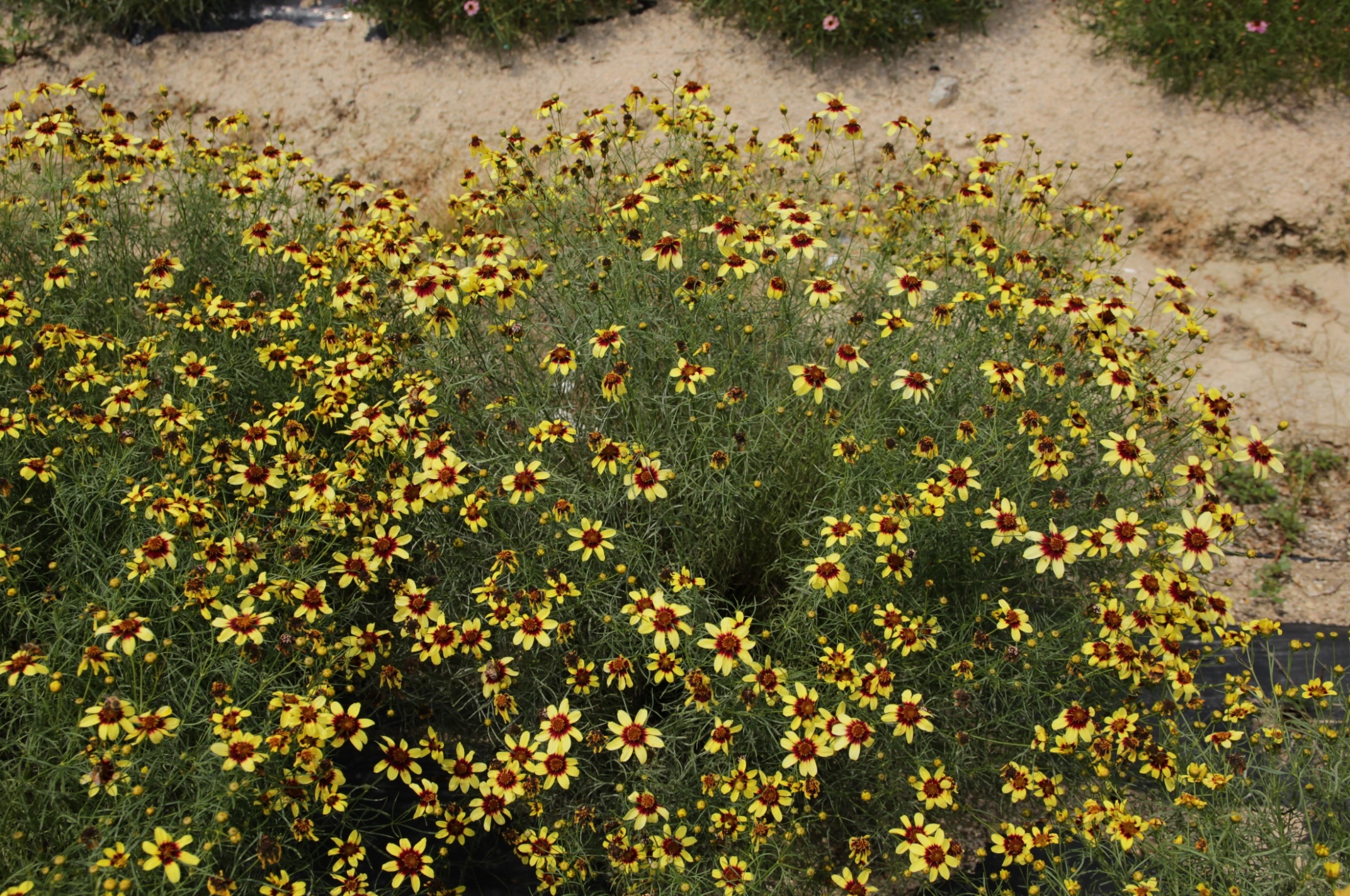 Coreopsis verticillata-Bright Sunlight_02.jpeg