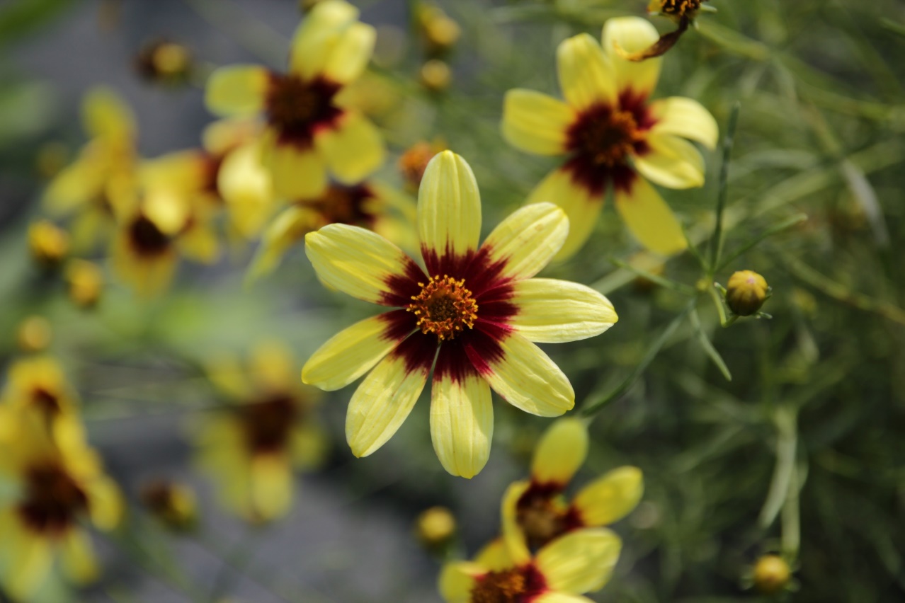 Coreopsis verticillata-Bright Sunlight_01.jpeg