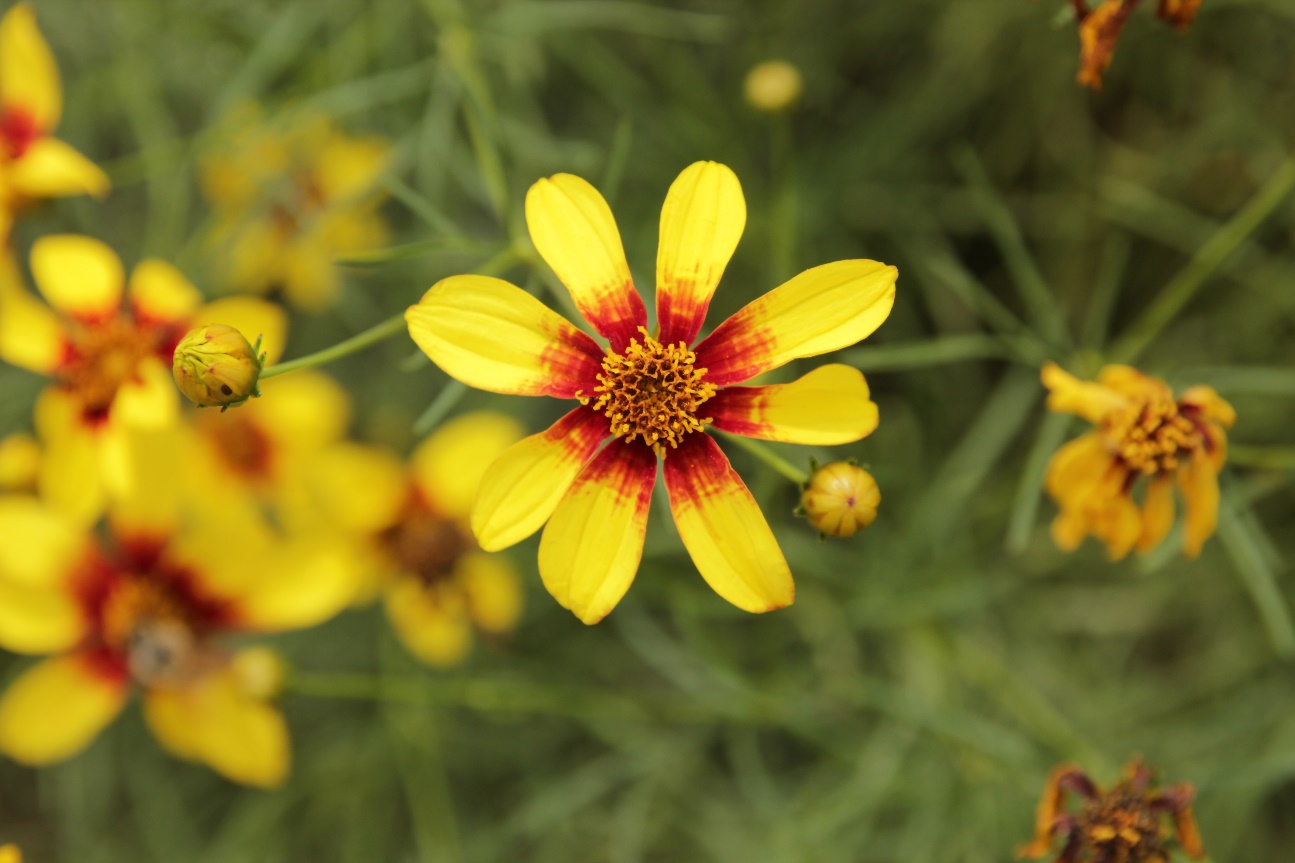 Coreopsis verticillata-Golden Sunlight_01.jpeg