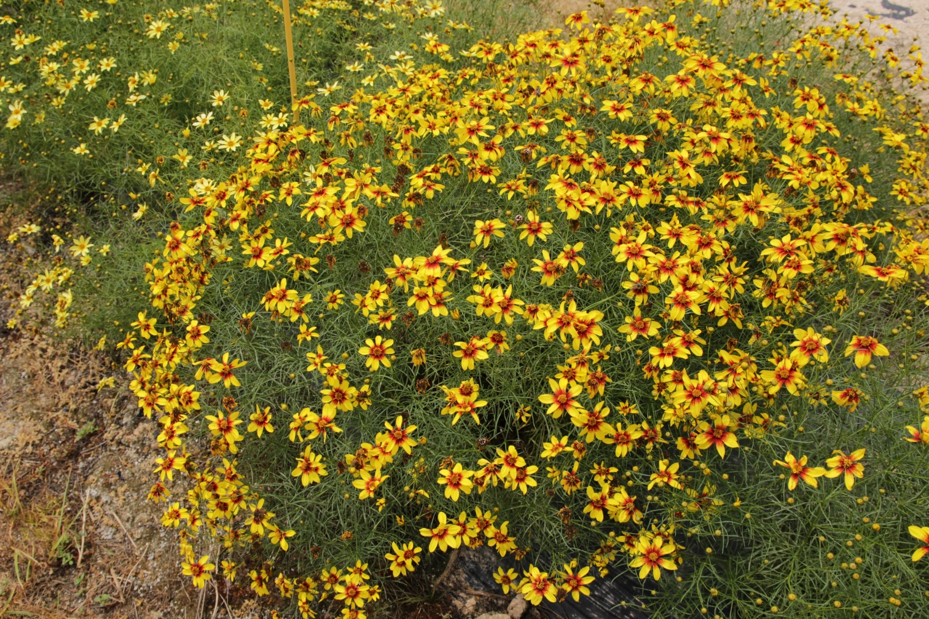 Coreopsis verticillata-Golden Sunlight_02.jpeg