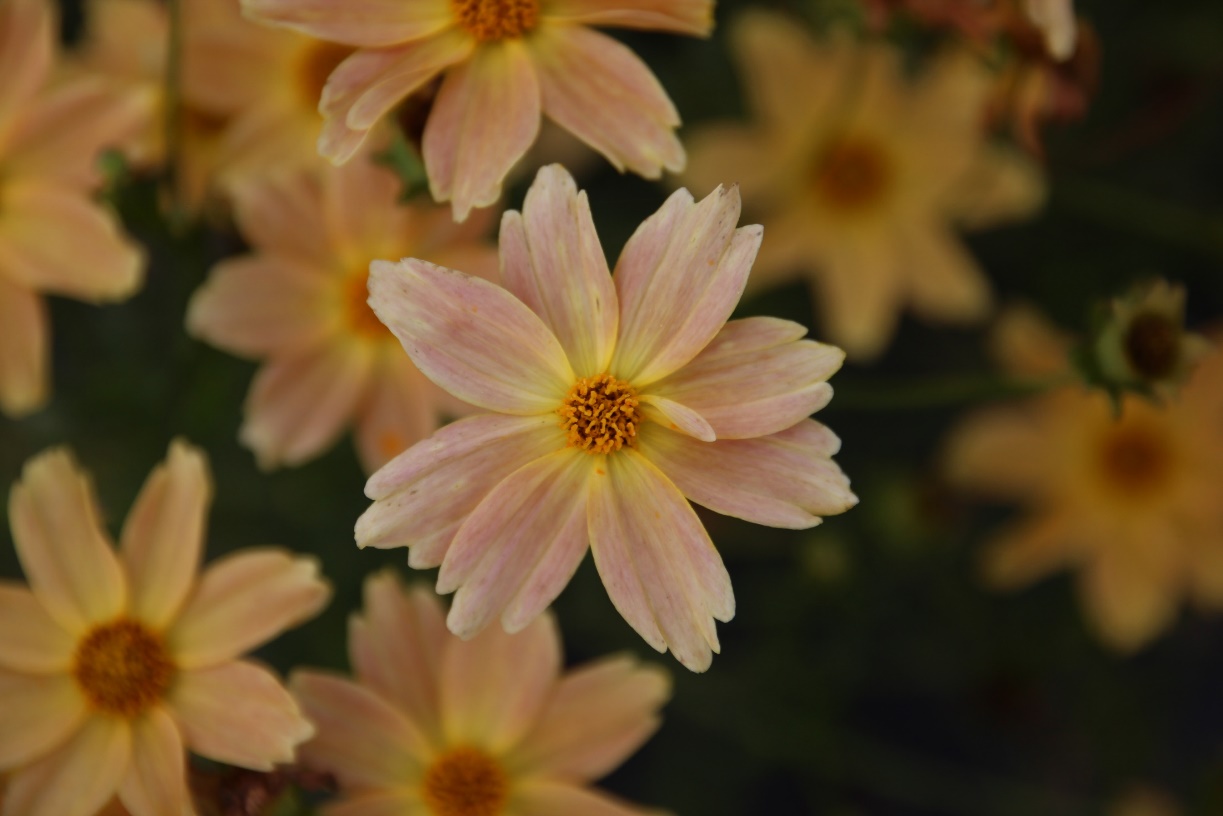 Coreopsis verticillata-Miri_01.jpeg