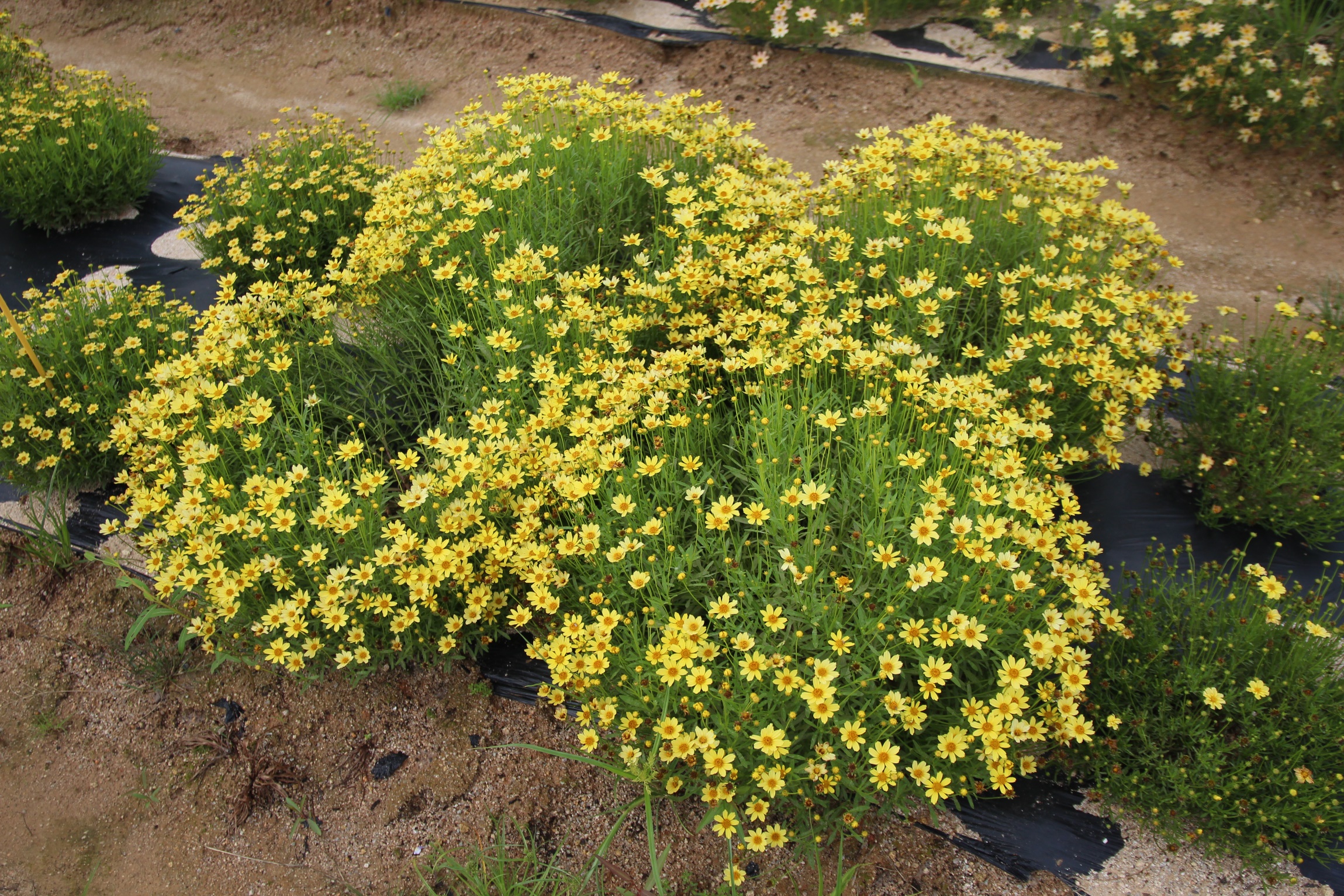 Coreopsis verticillata-Gold Hill_02.jpeg