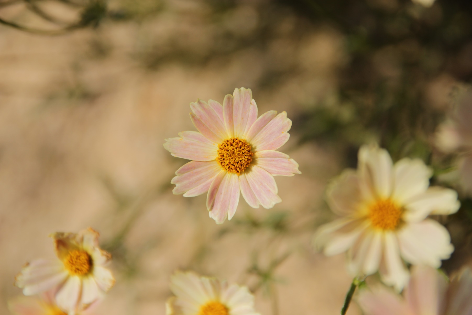 Coreopsis verticillata-Mini Skirt_01.jpeg