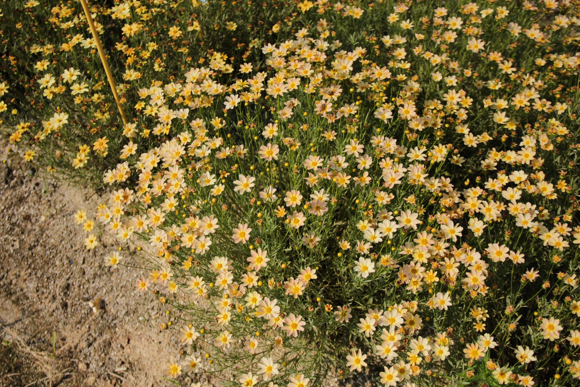 Coreopsis verticillata-Pinkle_02.jpeg