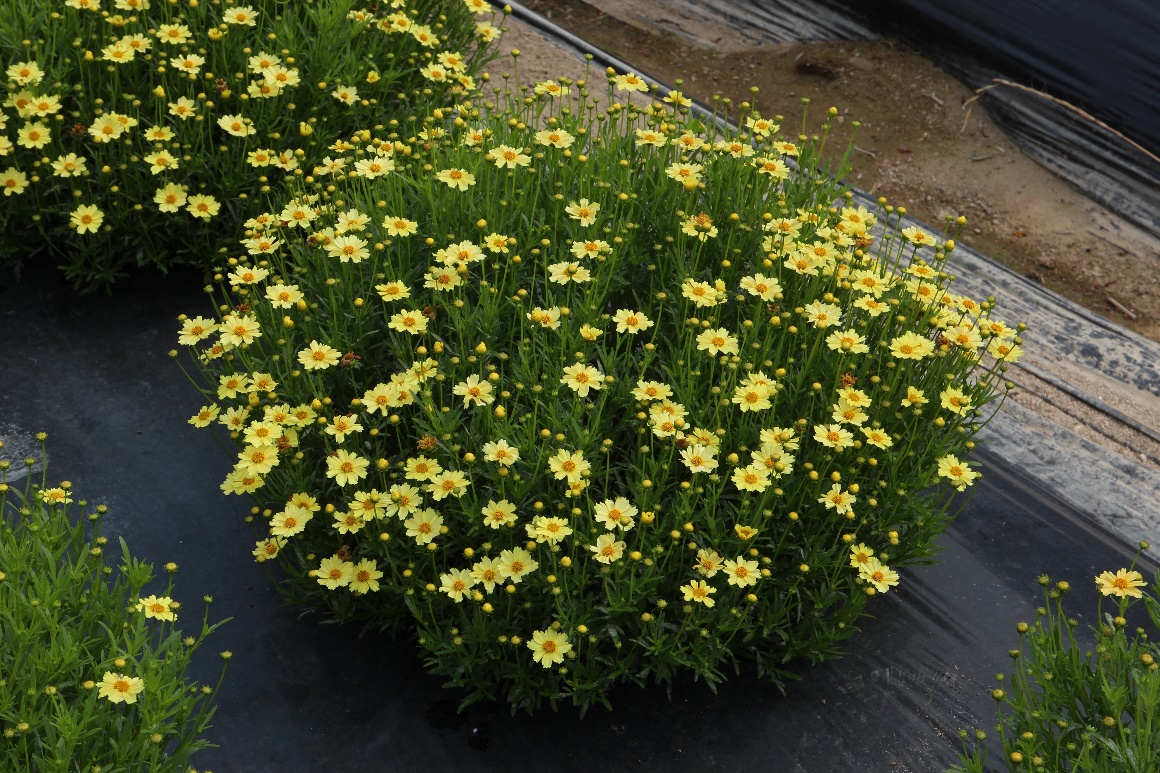 Coreopsis verticillata-Morning Star_02.jpeg