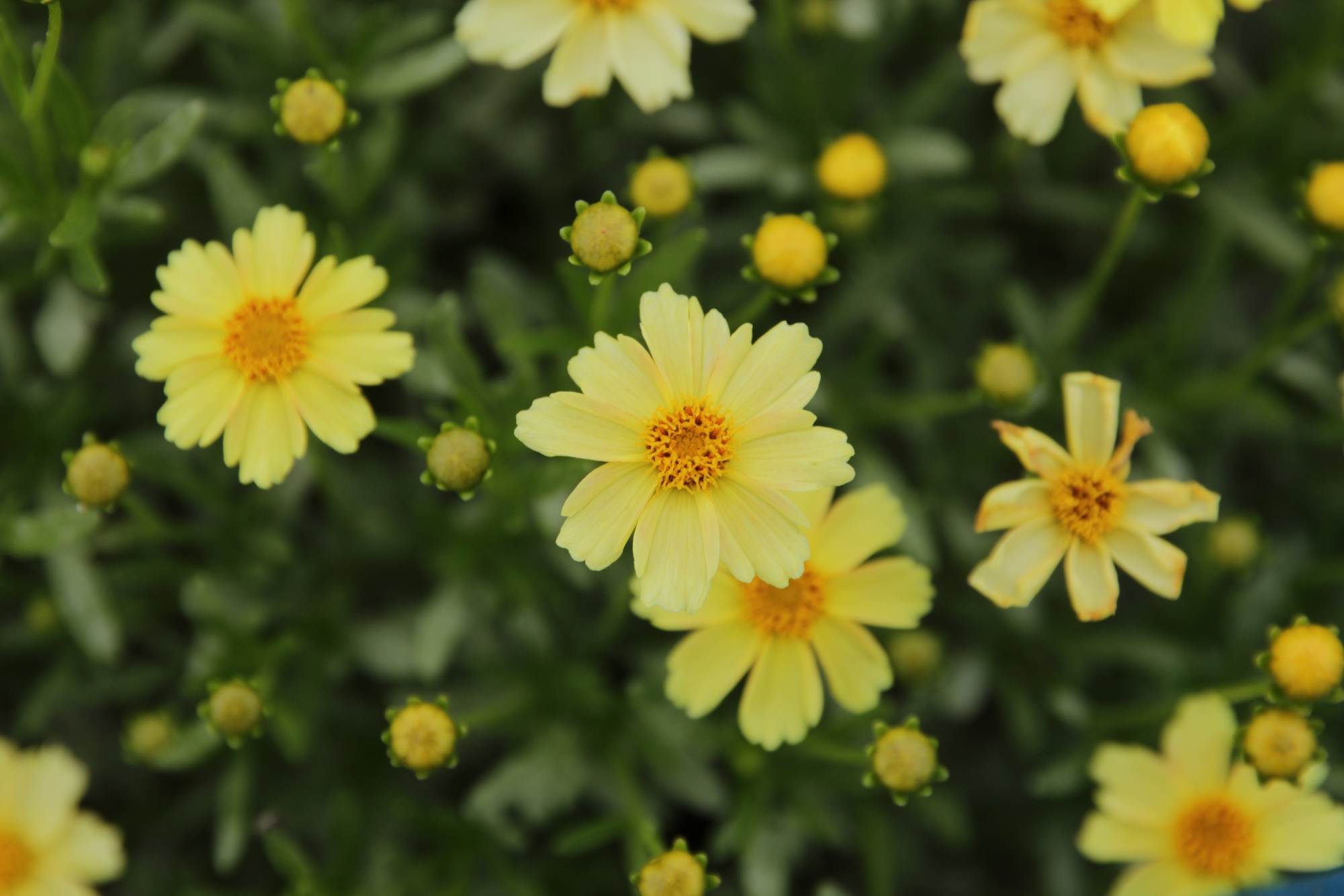 Coreopsis verticillata-Morning Star_01.jpeg