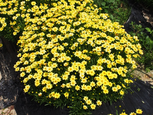 Coreopsis verticillata-Morning Star_06.png