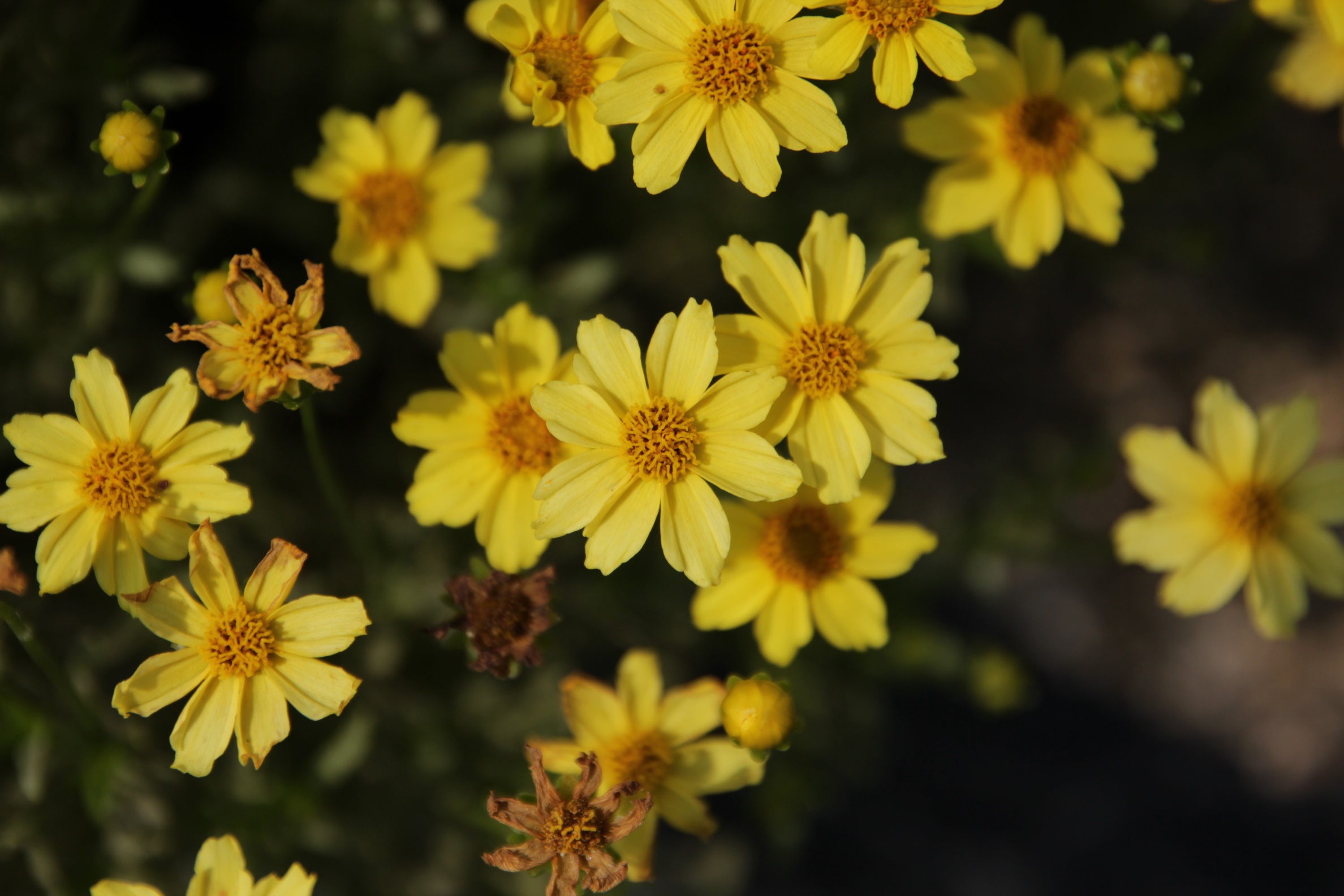 Coreopsis verticillata-Evening Star_01.jpeg