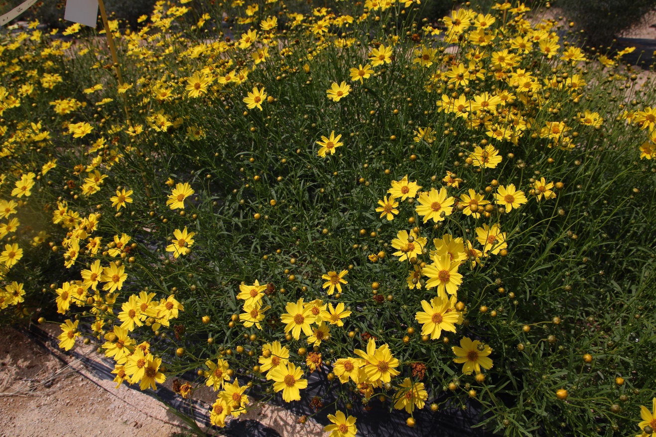 Coreopsis verticillata-Hardy Gold_02.jpeg