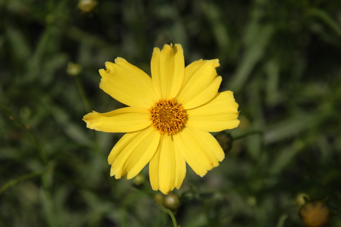 Coreopsis verticillata-Hardy Gold_01.jpeg