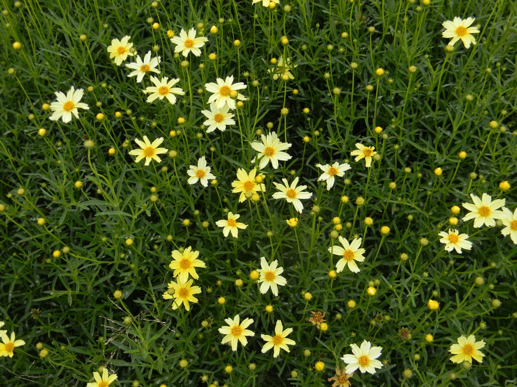 Coreopsis verticillata-Hardy Cream_02.jpeg