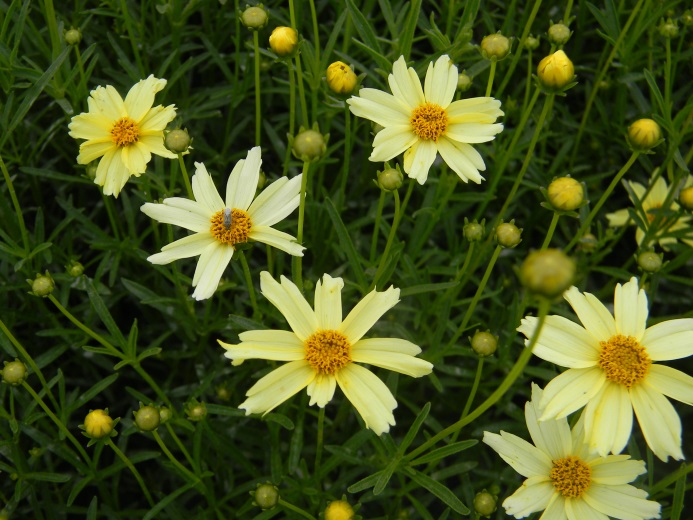 Coreopsis verticillata-Hardy Cream_05.jpeg